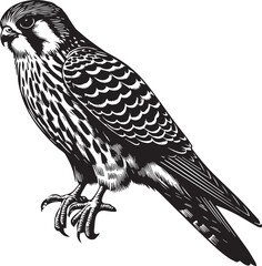 Falco Rufigularis (bat falcon) vector