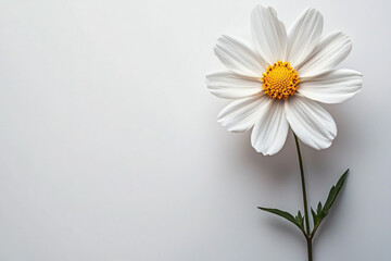Obraz premium Subtle On White Background
