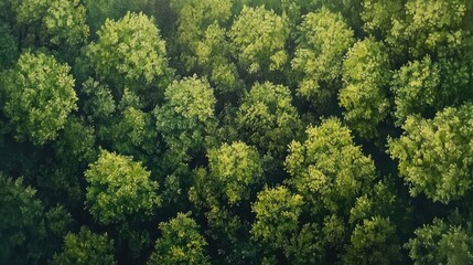 Naklejka premium Aerial oil painting of a lush green forest highlighting the themes of ecosystem preservation environmental protection and combating air pollution