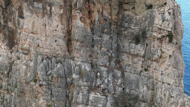 Drone view of wild goats rock climbing up a 128m tall Pedra Longa in Sardinia, Italy.