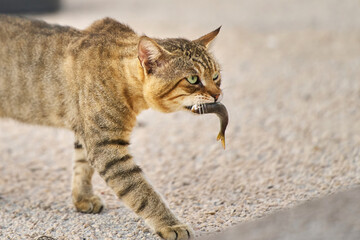 Wild cat carrying a fish on sandy ground