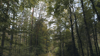 Pathway in forest surrounded by trees