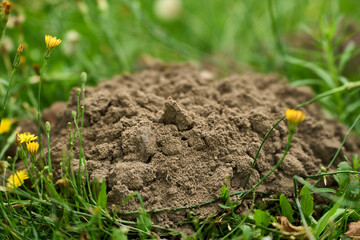 Molehill dirt mound in yard