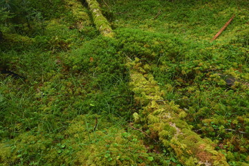 Obraz premium 苔の森