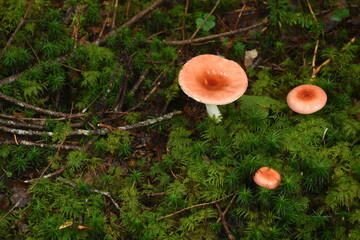 キノコと苔の森
