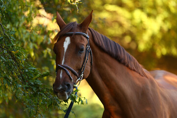Obraz premium Horse grazing and walking around the ranch.