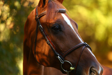Obraz premium Horse grazing and walking around the ranch.