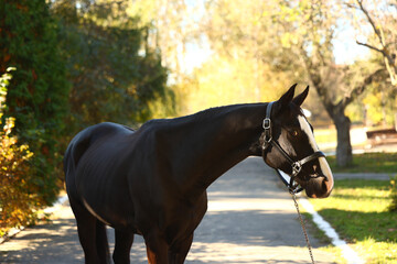 Obraz premium Horse grazing and walking around the ranch.