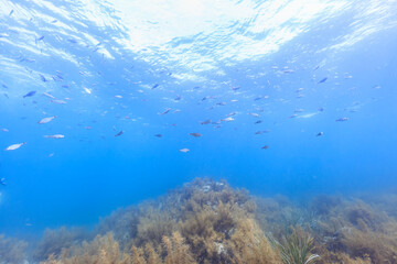 Fototapeta premium Sea creatures that live in Mutsu Bay: Schools of Neoditrema ransonnetii and abundant seaweed