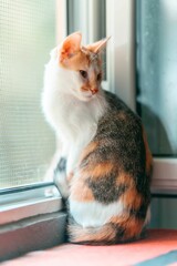 Calico cat gazing out a window.