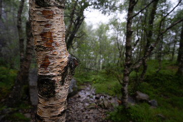 Dramatic forest scene near Preikestolen with birch trunk in foreground and misty path