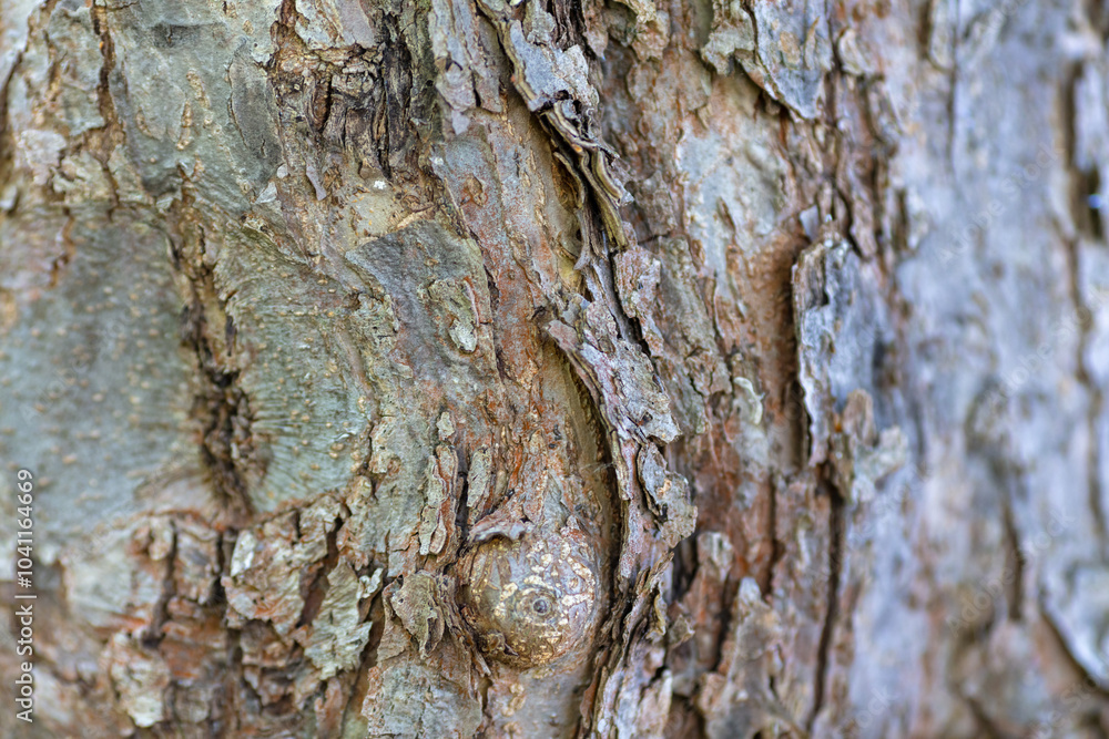 Aufkleber close-up of tree bark texture with natural patterns and rough surface in daylight, perfect for backg