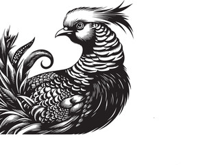 Golden pheasant vector