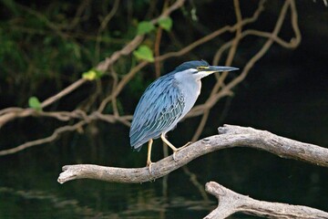 Heron perched over a tranquil river.