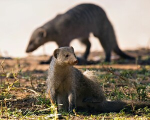 Mongoose in the Wild