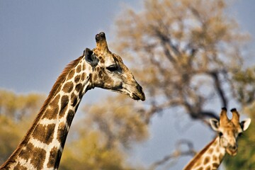 Giraffes in a Savanna Landscape