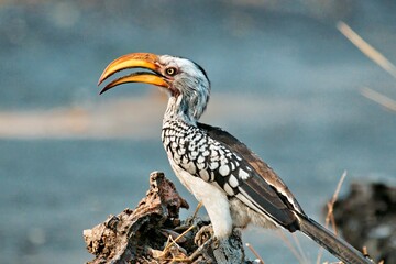 African hornbill perched on a branch.
