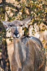 Close-up of a kudu in its natural habitat.