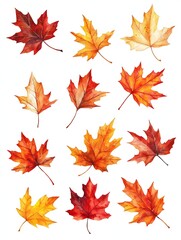 Vibrant Watercolor Autumnal Maple Leaves Scattered on a Clean White Background