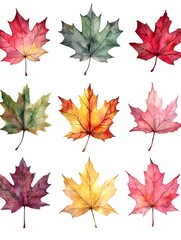 Fototapeta premium Vibrant Watercolor Maple Leaf Set Capturing Autumn s Transitional Colors on White Background