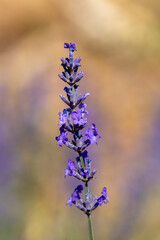 Fototapeta premium Macrophotographie de fleur sauvage - Lavande officinale - Lavandula angustifolia