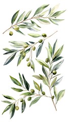 Obraz premium Watercolor Olive Branches with Soft Green Leaves and Tiny Olives Against White Background