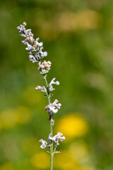 Obraz premium Macrophotographie de fleur sauvage - Népéta à feuilles lancéolées - Nepeta nepetella