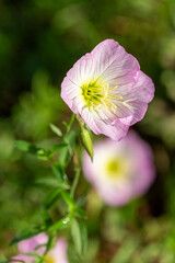 Macrophotographie de fleur sauvage - Onagre - Oenothera speciosa