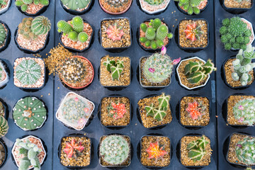 Diverse Cacti Species in Minimalist Pots