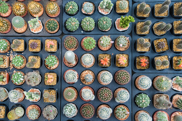 Diverse Cacti Species in Minimalist Pots