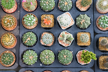 Diverse Cacti Species in Minimalist Pots