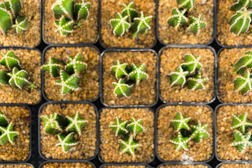Diverse Cacti Species in Minimalist Pots
