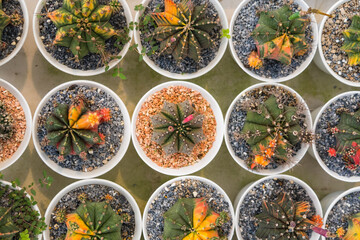 Diverse Cacti Species in Minimalist Pots