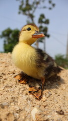 Newborn duckling stand on pile of sand on sunny day