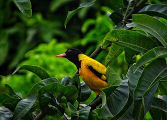 In the Heart of Green A Yellow Bird's Retreat