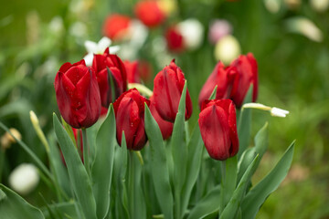 czerwone tulipany, wiosenne kwiaty	