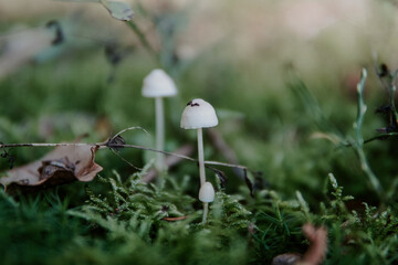 Marasmioid mushroom in the moss