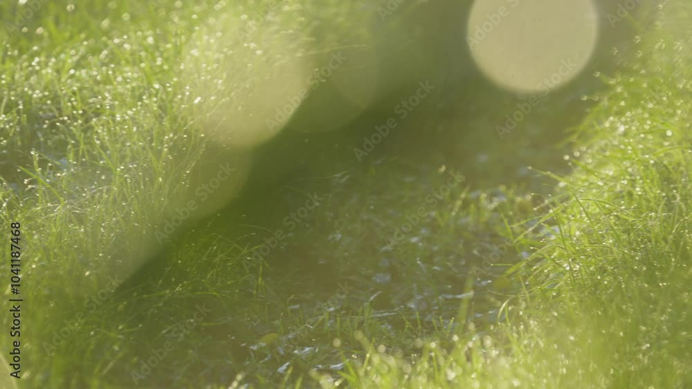 Poster close-up view of grass with dew drops, captured in soft focus with dreamy bokeh light effects.