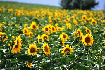 Obraz premium Vibrant field of sunflowers under a clear sky, showcasing the beauty of nature