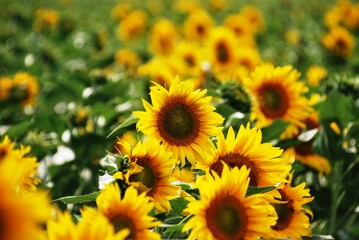 Obraz premium Vibrant field of sunflowers in full bloom under a bright summer sky