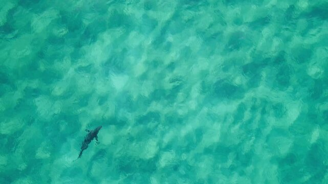 Bull Shark Gliding in Crystal Clear Waters