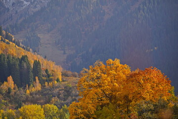 A tree with yellow leaves. Mountainous area. Akbulak Gorge. Autumn.