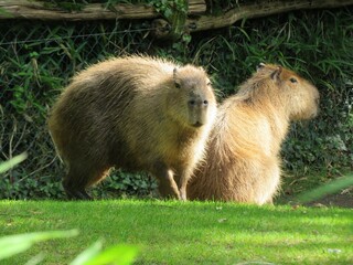 Capybara