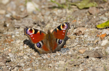  Peacock butterfly on the ground, butterfly with spread wings, peacock butterfly on the gravel, colourful butterfly