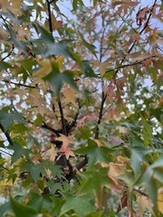 Sweetgum tree in autumn. Leaves of liquidambar in fall season