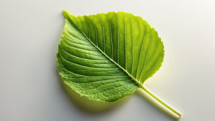 leaf with copy space wallpaper background.