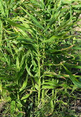 Obraz premium Growing Ginger plant, root ginger or Zingiber officinale in home garden.