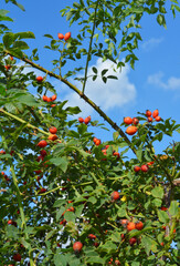 Rosehip berries harvest against blue sky.  Breautiful ripe red rosehips health benefits concept.
