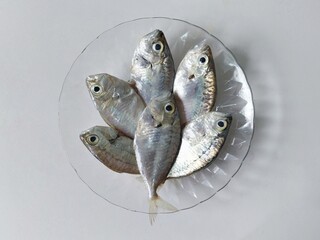 six fresh ponyfishes on a plate ready to cook. leiognathus equulus. 