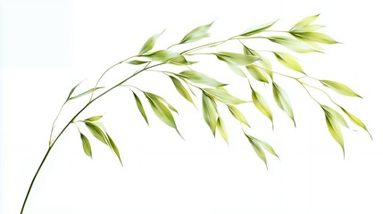 Close-Up of Oat Plant Branch